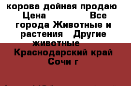 корова дойная продаю › Цена ­ 100 000 - Все города Животные и растения » Другие животные   . Краснодарский край,Сочи г.